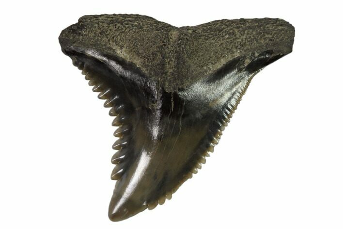Hemipristis Shark Tooth Fossil - Virginia #102138